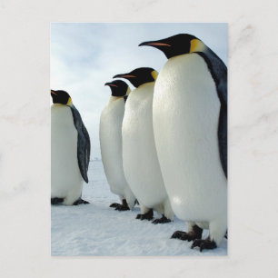 Emperor Penguins Briefkaart