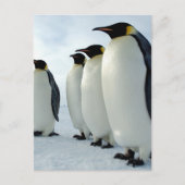 Emperor Penguins Briefkaart (Voorkant)