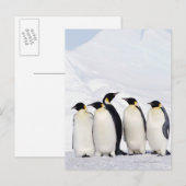 Emperor Penguins Briefkaart (Voorkant / Achterkant)