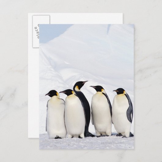 Emperor Penguins Briefkaart (Voorkant / Achterkant)