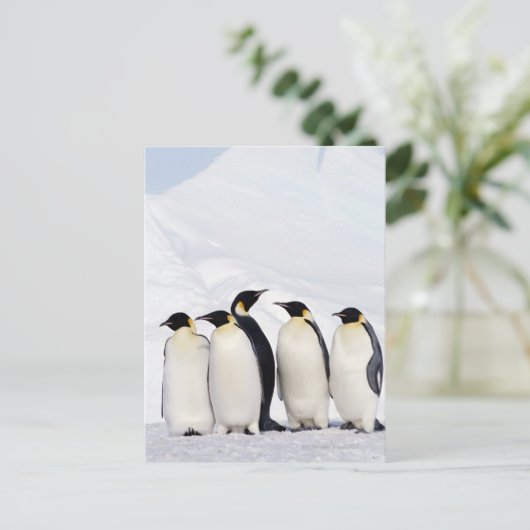 Emperor Penguins Briefkaart (Staand voorkant)