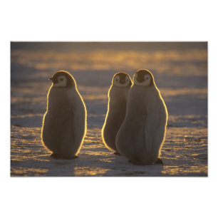 Emperor Penguins Foto Afdruk