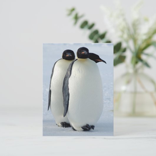 Emperor Penguins Huddled Briefkaart (Staand voorkant)