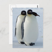 Emperor Penguins Huddled Briefkaart (Voorkant / Achterkant)