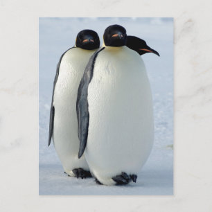 Emperor Penguins Huddled Briefkaart
