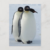 Emperor Penguins Huddled Briefkaart (Voorkant)