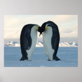 Emperor Penguins Kissus Poster (Voorkant)