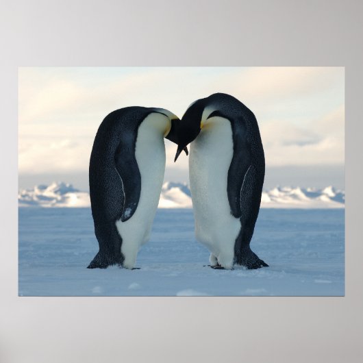 Emperor Penguins Kissus Poster (Voorkant)