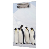 Emperor Penguins Klembord (Links)