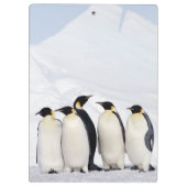 Emperor Penguins Klembord (Achterkant)