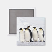 Emperor Penguins Magneet (Voorkant / Achterkant)