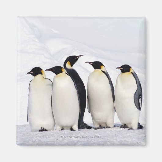 Emperor Penguins Magneet (Voorkant)