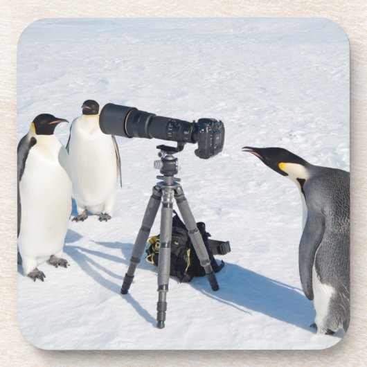 Emperor Penguins met camera - drankzuiger Drankjes Onderzetter (Voorkant)