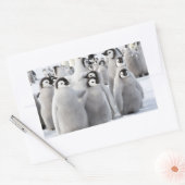 Emperor Pinguïn Chicks - sticker (Envelop)