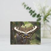 Emperor Swallowtail Butterfly Briefkaart (Staand voorkant)