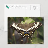 Emperor Swallowtail Butterfly Briefkaart (Voorkant / Achterkant)