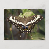 Emperor Swallowtail Butterfly Briefkaart (Voorkant)