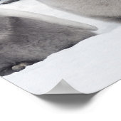 Emperorpinguïne (Aptenodytes forsteri), groep van Poster (Hoek)