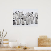 Emperorpinguïne (Aptenodytes forsteri), groep van Poster (Keuken)