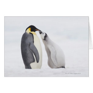 Emperorpinguïne (Aptenodytes forsteri), kuiken