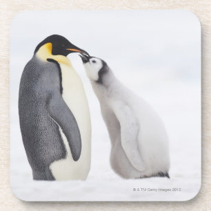 Emperorpinguïne (Aptenodytes forsteri), kuiken Bier Onderzetter