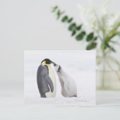 Emperorpinguïne (Aptenodytes forsteri), kuiken Briefkaart (Staand voorkant)