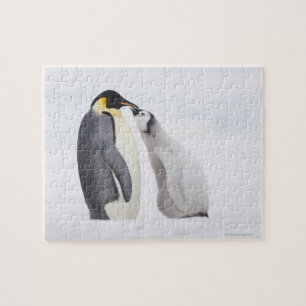 Emperorpinguïne (Aptenodytes forsteri), kuiken Legpuzzel