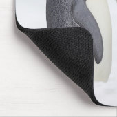 Emperorpinguïne (Aptenodytes forsteri), kuiken Muismat (Hoek)