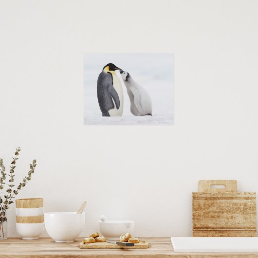 Emperorpinguïne (Aptenodytes forsteri), kuiken Poster (Keuken)