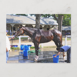 Empire Stakes Winner "Saratoga Snacks" Briefkaart