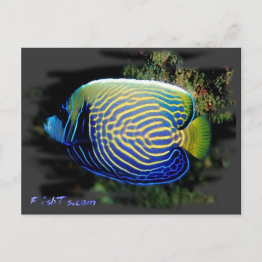 Emporer Angelfish Briefkaart (Voorkant)