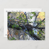 Empty Nest Postcard Briefkaart (Voorkant / Achterkant)