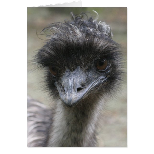 Emu (Voorkant)