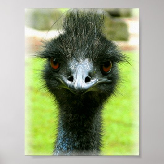 EMU BIRD FOTO PORTRAAL POSTER (Voorkant)