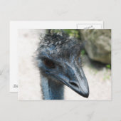 Emu Bird Lookin naar jou Briefkaart (Voorkant / Achterkant)