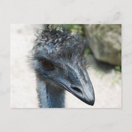 Emu Bird Lookin naar jou Briefkaart (Voorkant)