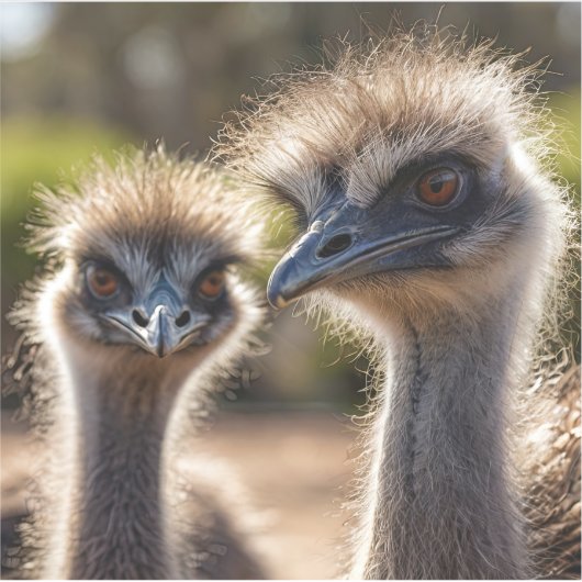 Emu Birds Sticker (Voorkant)