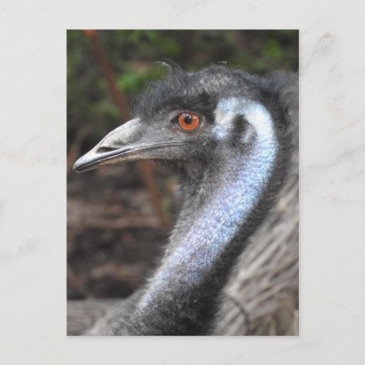 Emu Briefkaart (Voorkant)