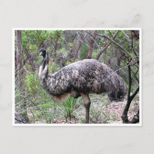 emu briefkaart (Voorkant)