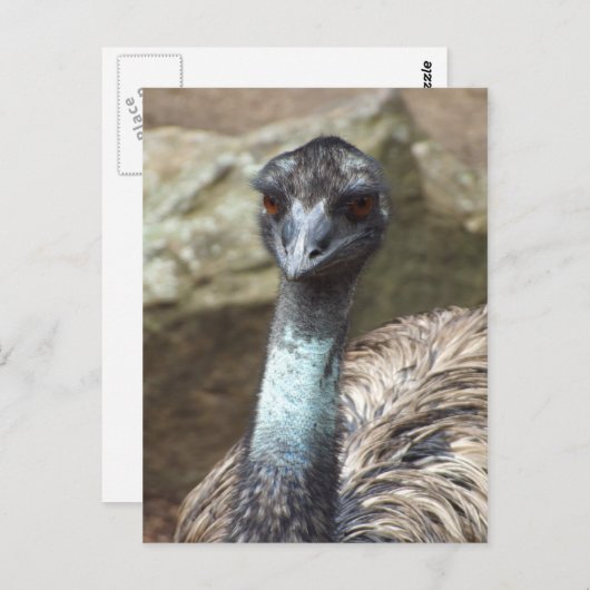 Emu Briefkaart (Voorkant / Achterkant)