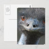 Emu Briefkaart (Voorkant / Achterkant)