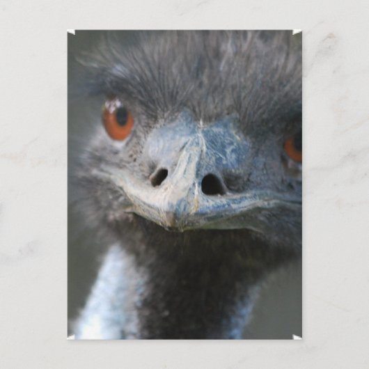 Emu Briefkaart (Voorkant)