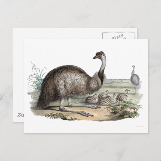 Emu Briefkaart (Voorkant / Achterkant)