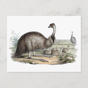 Emu Briefkaart