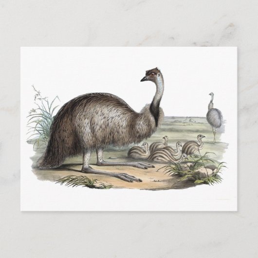 Emu Briefkaart (Voorkant)