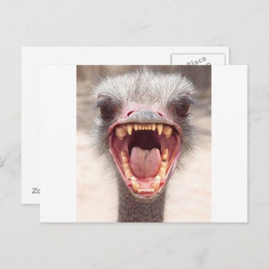 emu briefkaart (Voorkant / Achterkant)