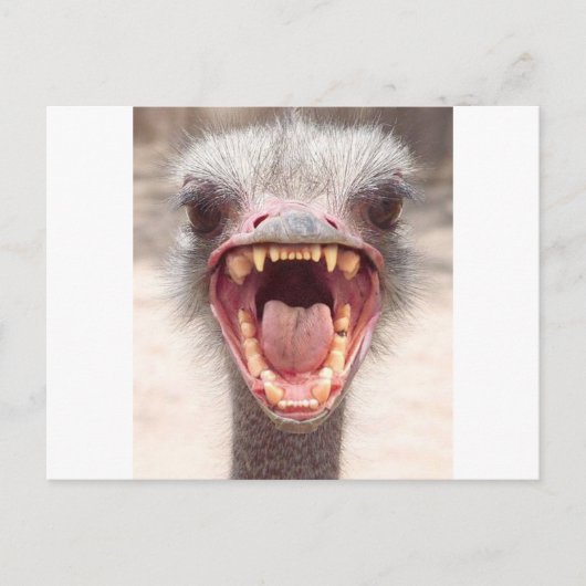 emu briefkaart (Voorkant)