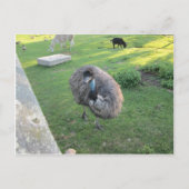 Emu Briefkaart (Voorkant)