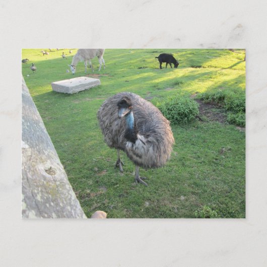 Emu Briefkaart (Voorkant)