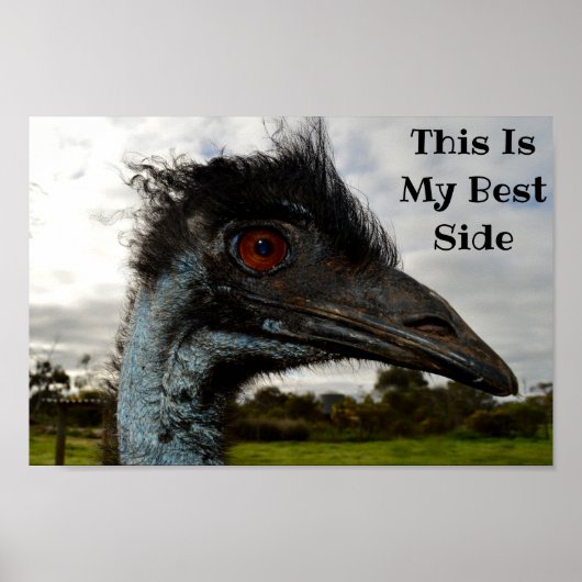 Emu die haar beste kant laat zien, poster (Voorkant)